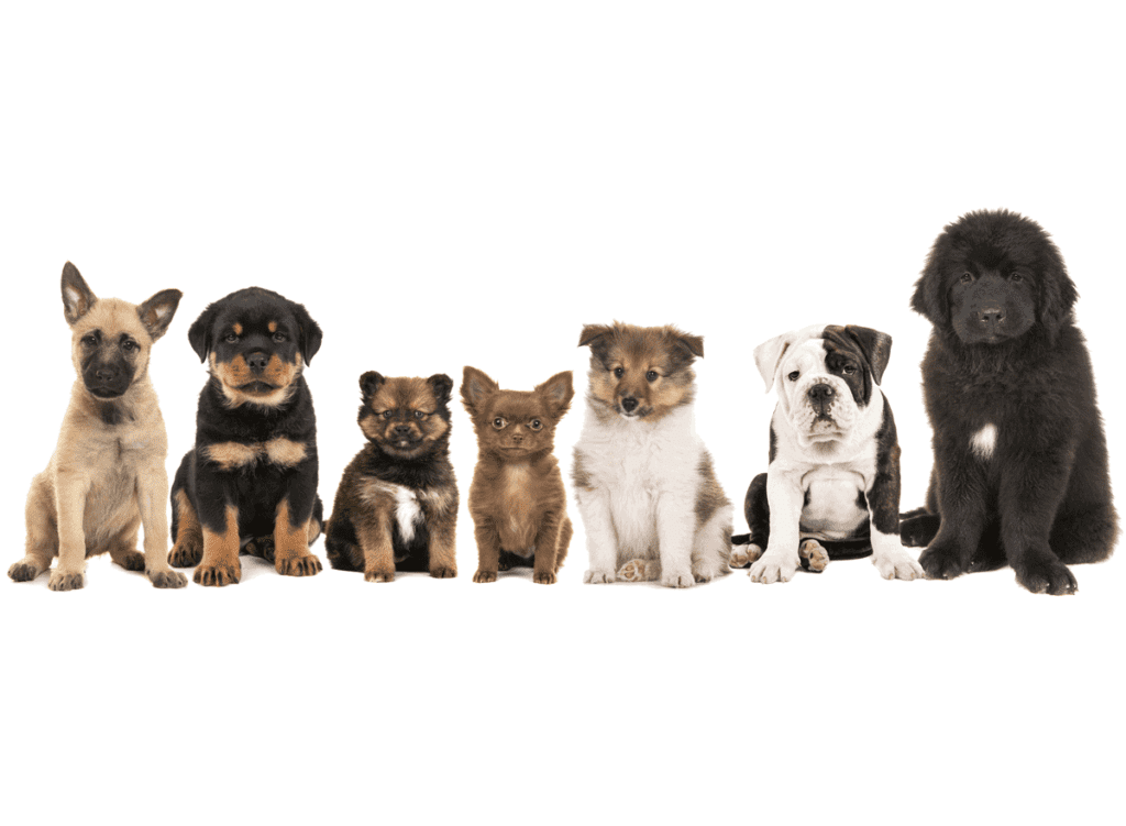 Dogs-and-Puppies-for-Sale