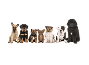 Dogs-and-Puppies-for-Sale