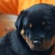 Champion Pedigreed Rottweiler Puppies born 6-23-23