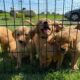 AKC Golden Retriever Puppies for SALE!