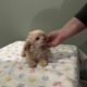Tiny Toy Poodle Rosco