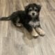 3 month old shihpoo