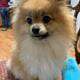 Pomeranian Puppies
