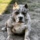 5 month old Female American Pocket Bully