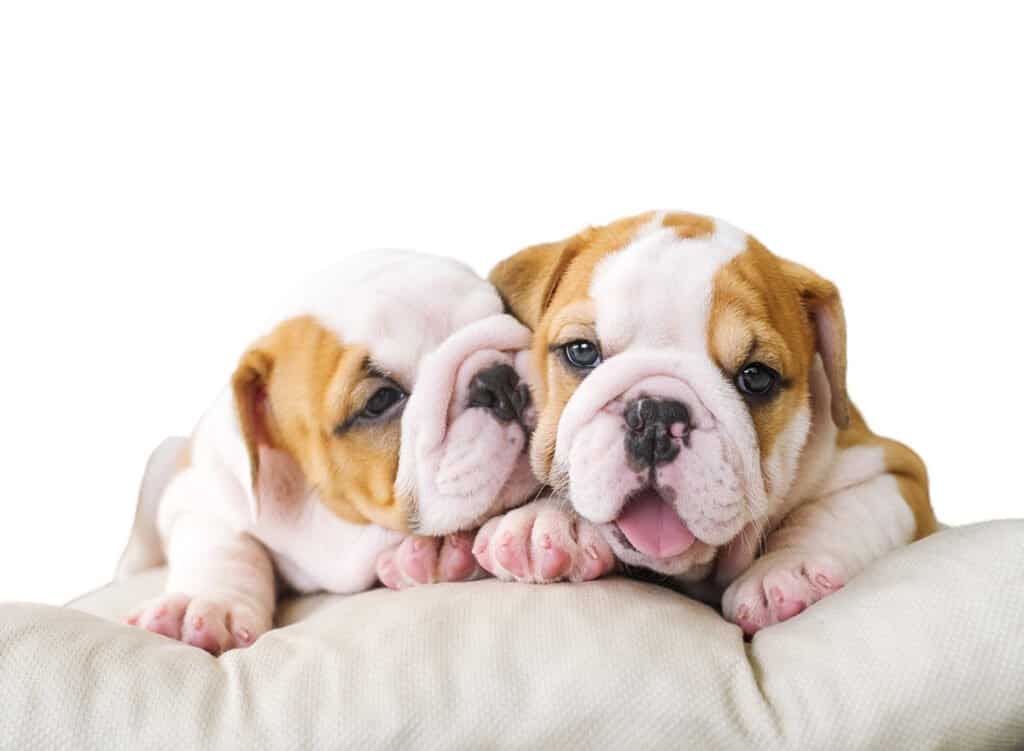 English Bulldog Puppies for Sale