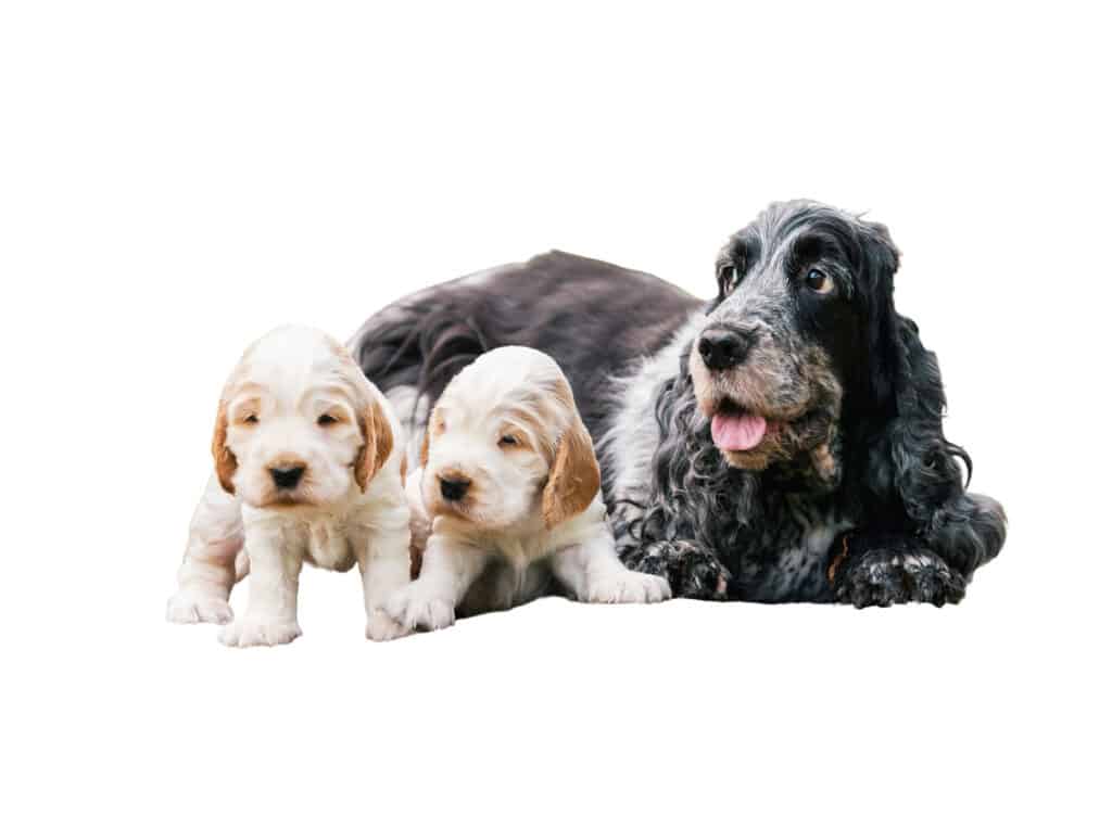 English Cocker Spaniel Puppies for Sale