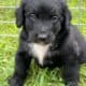 Bernedoodle pup