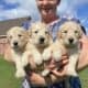 Adorable Goldendoodles ready 2 fill ur 🏡 w/♥️