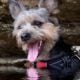 8 month old Schnauzer / Yorkie mix
