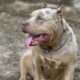 American Bully XL