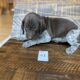German Shorthair Pointer puppies for sale