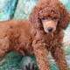 Retired Adult Poodle for adoption