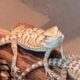 Baby bearded dragons 3-6 weeks old