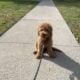 Mini Goldendoodle potty trained puppy!