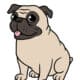 Pug Puppies!