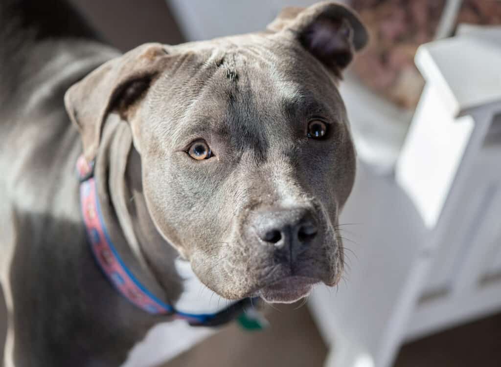 Female blue nose pitbull puppy