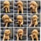 Fox Red Golden Labradors