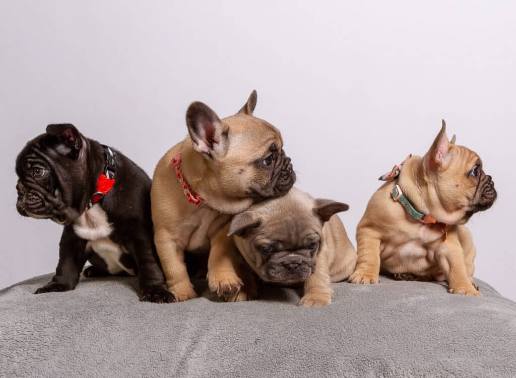 French Bulldog Puppies for Sale
