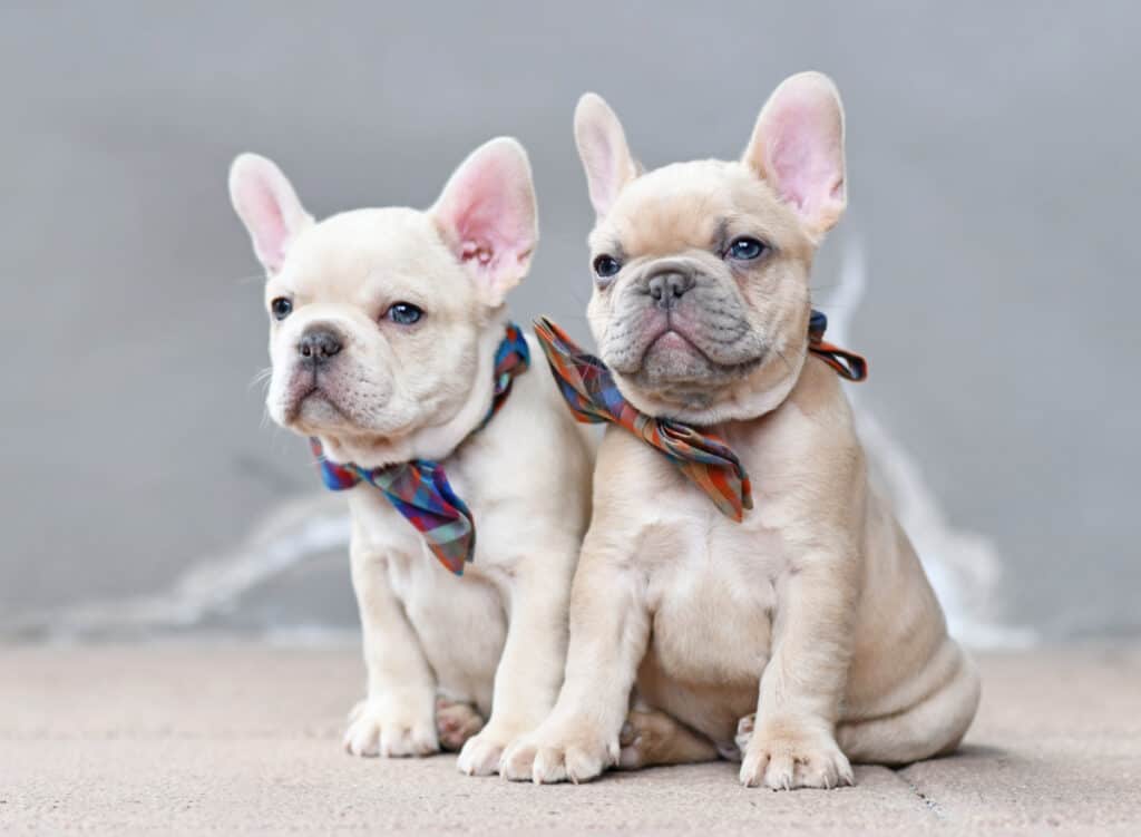 French Bulldogs for Sale