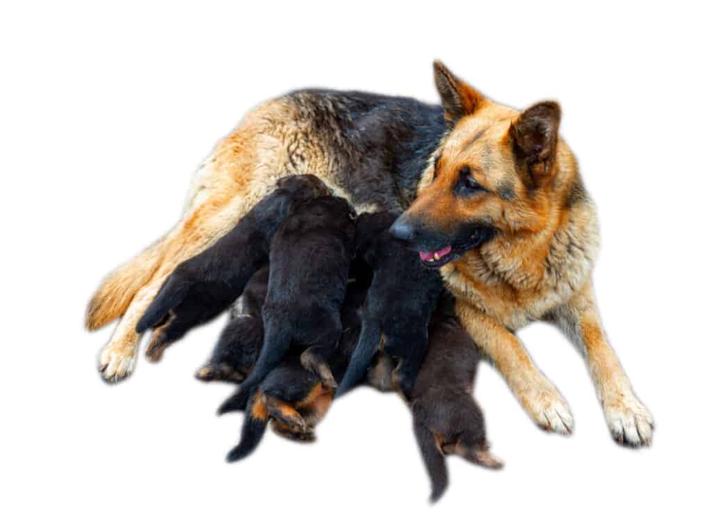German-Shepherd-puppies-for-sale