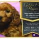 F1b Petite Goldendoodles