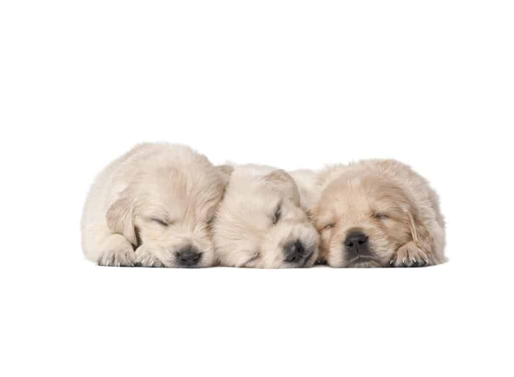 Golden Retriever Puppies for Sale