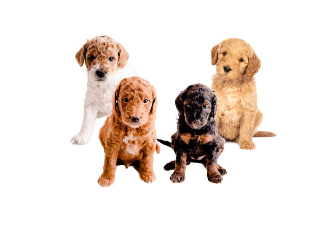 Goldendoodle Puppies for Sale