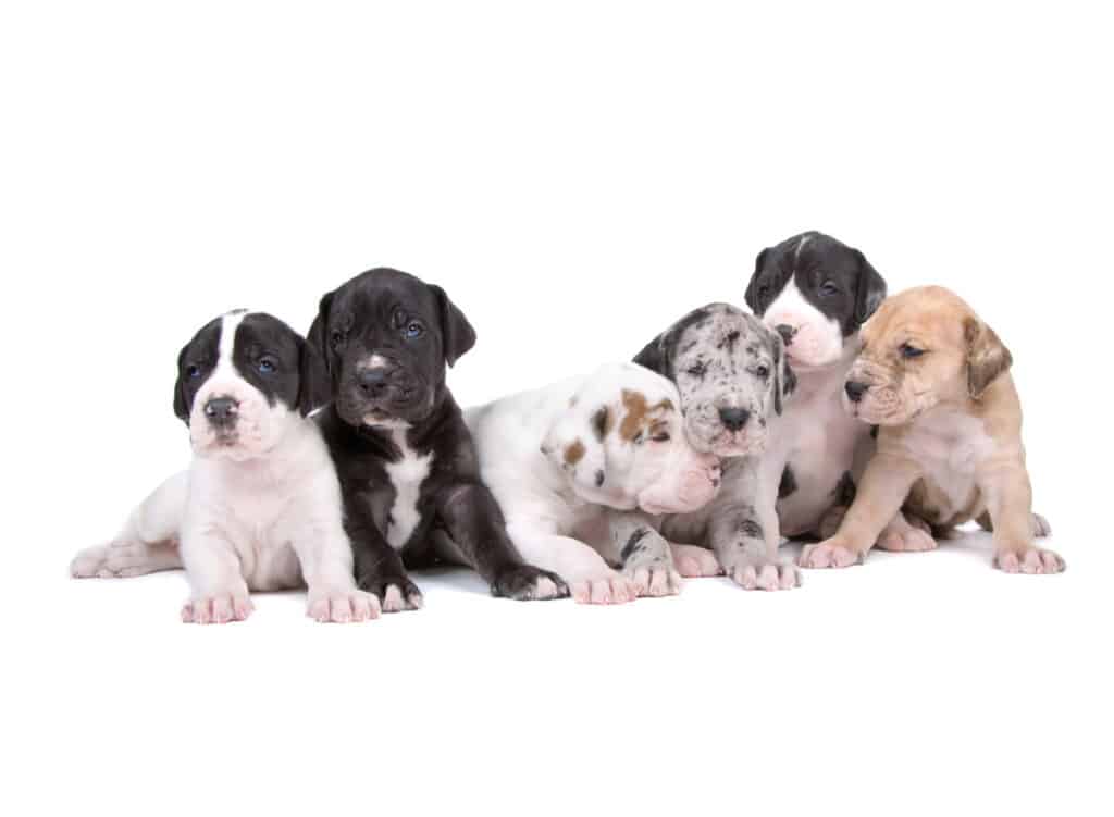 Great Dane Puppies for Sale