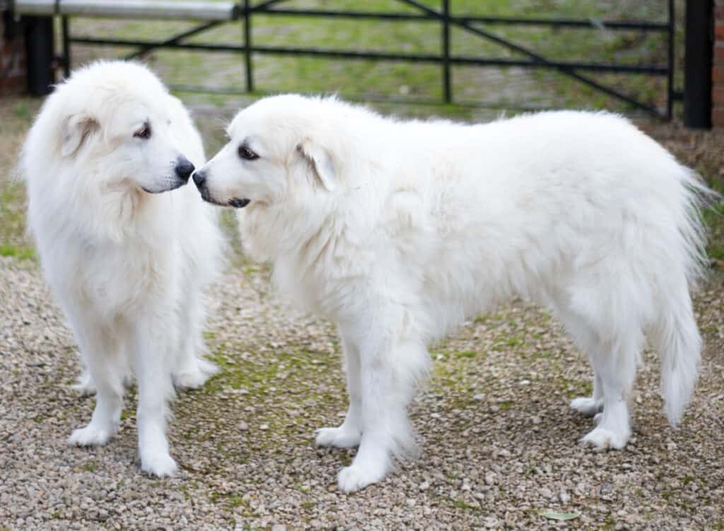 Great Pyrenees for sale