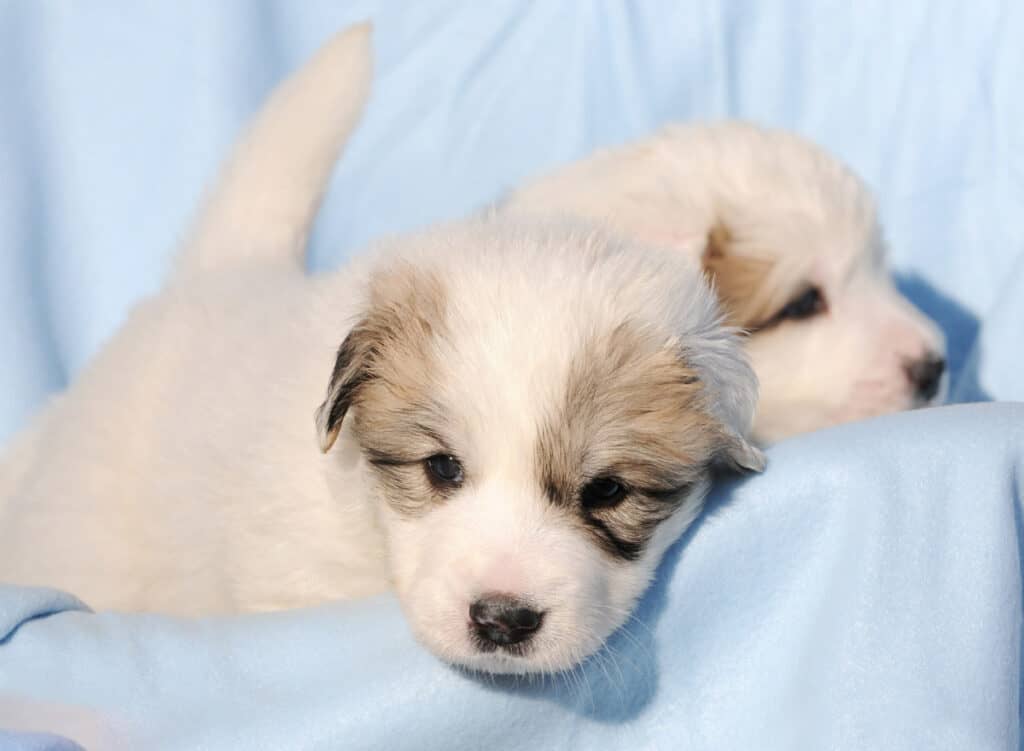 Great Pyrenees puppies for sale