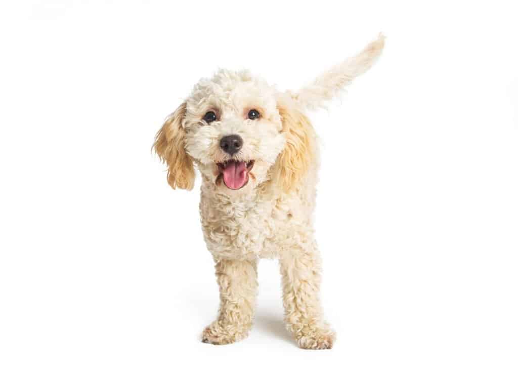 Havanese Poodle mix for sale