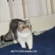 Exotic Longhair CFA BLUE TABBY & WHITE Kitten Boy