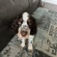 Beautiful English Springer Spaniel pup for sale