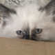 Siamese and Balinese kittens for sale