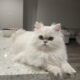 Persian Kittens Available