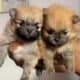 Teacup Pomeranians For Sale