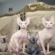 Canadian Sphynx odd eye