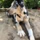 Male Catahoula Leopard Dog – Ready now
