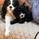 Charlotte’s Miniature Cavapoo’s
