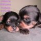 REDUCED: AKC Registered Yorkie Puppies for sale