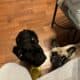 French Bulldog looking for forever homes