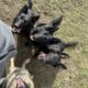 8 Week German Shepherd Puppies