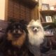 Black and White and Tricolor Poms