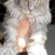Mainecoon Cat Male Ready to Go
