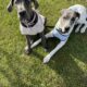 Great Dane AKC Registered Pedigree