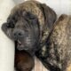 Rehoming adult English Mastiff