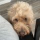 Miniature Goldendoodle Stud