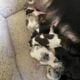 3 puppies available
