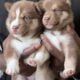 AKC Siberian Huskys