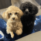 Silkipoo Puppies